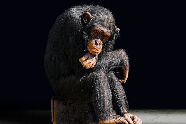 The smartest chimpanzee