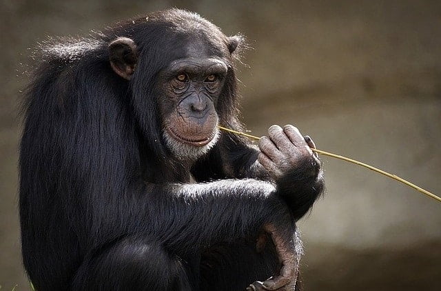 the smartest chimp "ayama"